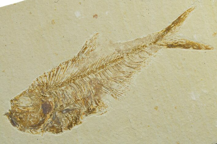Detailed Fossil Fish (Diplomystus) - Wyoming #349624